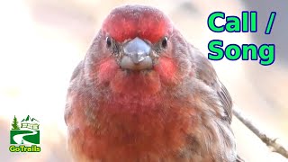 House finch call  song  sounds  Bird [upl. by Mahseh]