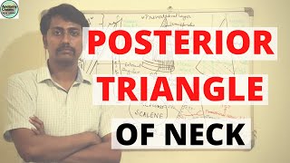 POSTERIOR TRIANGLE OF NECK [upl. by Mccourt]