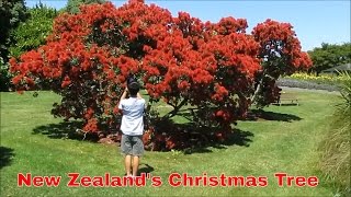 Auckland Travel Guide New Zealands Christmas tree The pohutukawa tree [upl. by Phalan]