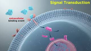 Signal Transduction in Immune Cells ReceptorLigand Interactions [upl. by Gitel]