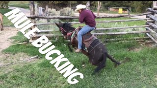 MULE BUCKS ME OFF Mule Ranching Vlog 1 [upl. by Retha]