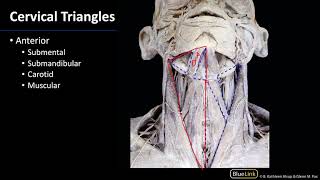 Anterior Neck  Triangles [upl. by Smiley228]