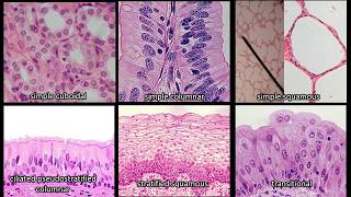 Identifying Epithelium  Review and Practice Questions [upl. by Isola474]