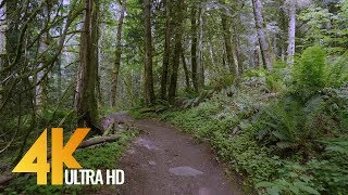 4K Virtual Forest Walk  5 Hours Walking in the Woods Grand Ridge Trail Issaquah WA [upl. by Ruthie865]