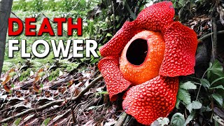 Rafflesia This Corpse Flower Reeks Of Death [upl. by Anthea]