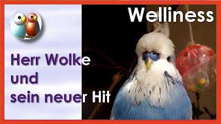 Herr Wolke Wellensittich singt und zwitschert 2497 [upl. by Naletak536]