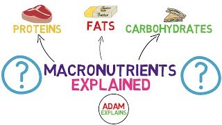 What Are Macronutrients  Macros Explained [upl. by Mac96]