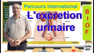 PARCOURS INTERNATIONAL BIOF l excrétion urinaire [upl. by Sug]