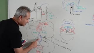 Spinal Cord Development  Embryology [upl. by Aynodal]