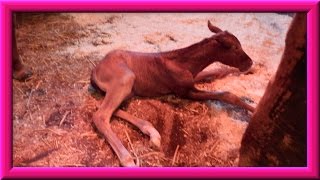 Quarter Horse Mare Foaling Giving Birth 3212013 [upl. by Anwadal]