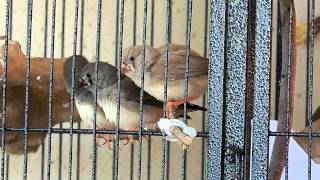 Showing how noisy a Zebra Finch family can be HD [upl. by Filiano]