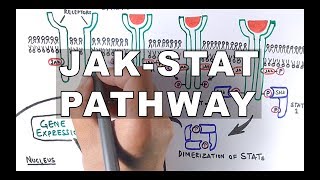 JAKSTAT Signalling Pathway [upl. by Paymar]