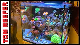 Incredible Mixed Reef  Red Sea Reefer Max E 170  45 GALLON  From Plano Texas ep3 [upl. by Naffets]