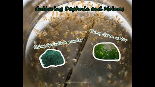 How To Culture Daphnia and Moinas using Green Water Spirulina powder [upl. by Neras907]