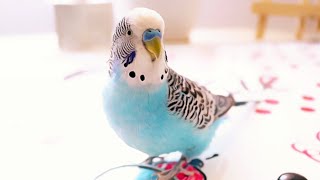 3 Hour Budgie Sounds or Parakeet sounds [upl. by Annelise]