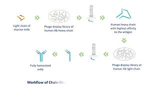 Phage Display Technology  Creative Biolabs Original Version [upl. by Aidahs]