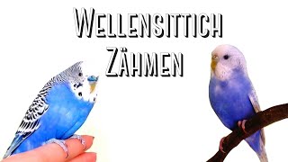 Wellensittiche zähmen [upl. by Nitsuj]