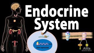 The Endocrine System Overview Animation [upl. by Appel]