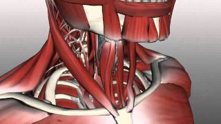 Neck Muscles Anatomy  Anterior Triangle  Part 2 [upl. by Anigroeg454]