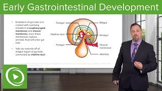 Early Gastrointestinal Development – Embryology  Lecturio [upl. by Irved]