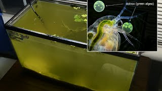 Raising Daphnia for the Freshwater Aquarium [upl. by Atsiuqal]