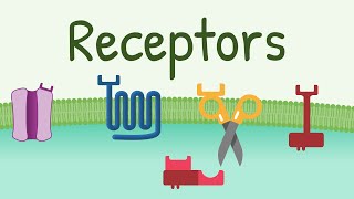 Receptors Types amp Functions [upl. by Mak]