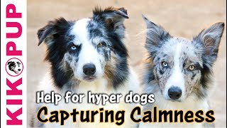 Capturing Calmness how to train calmness in dogs [upl. by Eimareg]