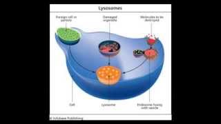 Lysosomes [upl. by Naud]