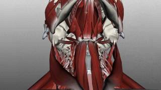 Neck Muscles Anatomy  Anterior Triangle  Part 1 [upl. by Adnaerb]