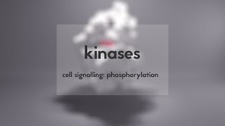 Cell signalling kinases amp phosphorylation [upl. by Nodnarg]