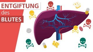 Wie funktioniert die Leber  Stiftung Gesundheitswissen [upl. by Kcirdde892]