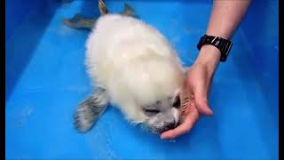 Baby seals’s first time swimming [upl. by Netsrejk875]