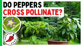 Do Peppers Cross Pollinate All About Pollination In Pepper Plants [upl. by Milah752]