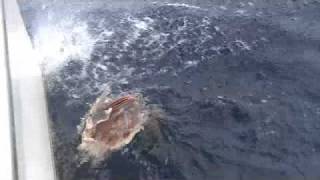 Marlin eaten by Tiger Sharks [upl. by Snilloc609]