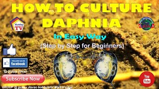 HOW TO CULTURE DAPHNIA In Easy Way [upl. by Ailaroc]