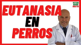 🔴 EUTANASIA en PERROS Que le inyectan Como se Hace Cuanto Tarda 🔴 Cuándo Sacrificar a un PERRO [upl. by Budde]