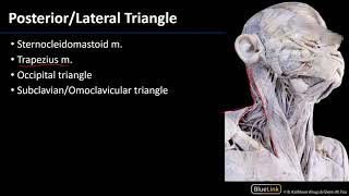 Posterior Neck  Muscles [upl. by Burnett]