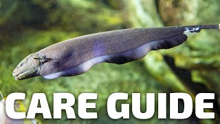 Care Guide for Black Ghost Knifefish  Aquarium CoOp [upl. by Wennerholn598]