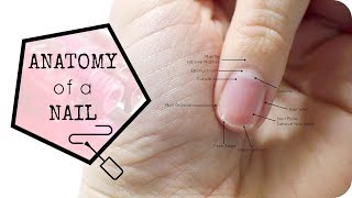 Anatomy of the Nail [upl. by Lankton]