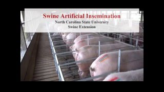 Swine Artificial Insemination [upl. by Orth]