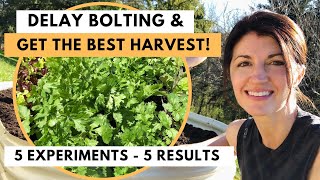 CILANTRO HARVEST  How to Harvest Cilantro Coriander amp Stop Bolting [upl. by Farrow]