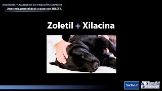 ANESTESIA DISOCIATIVA DE LARGA DURACIÓN EN PERROS CON ZOLETILVIRBAC [upl. by Taka962]