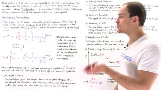 Phosphorylation Covalent Modification [upl. by Pinkham]