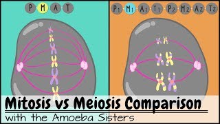 Mitosis vs Meiosis Side by Side Comparison [upl. by Alcinia]